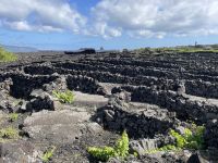 Spaziergang durch die Weinfelder von Pico