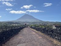 Spaziergang durch die Weinfelder von Pico