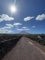 Spaziergang durch die Weinfelder von Pico