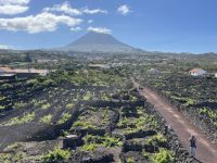 Spaziergang durch die Weinfelder von Pico