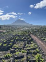 Spaziergang durch die Weinfelder von Pico