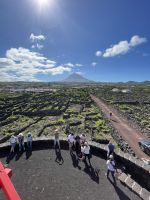 Spaziergang durch die Weinfelder von Pico