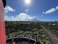 Spaziergang durch die Weinfelder von Pico