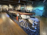 Inselrundfahrt Pico - Walfang Museums