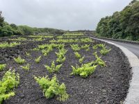 Inselrundfahrt Terceira - Meeresschwimmbecken „Biscuites“ 
