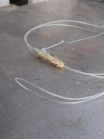 ... mit Köder an dünnen Schnüren