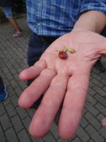 ... auch für Kaffeebohnen...