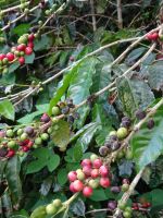... Kaffeestrauch mit Bohnen...