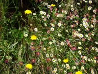 ... und wunderbarer Blumenvielfalt