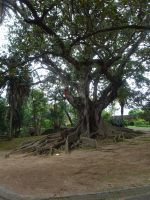 ... und prächtigem, aber erkrankten Gummibaum