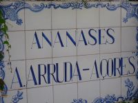 Ponta Delgada, Besuch einer Ananasplantage...