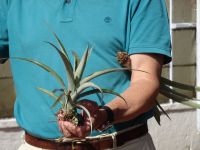 ... junge Setzlinge der Ananas...