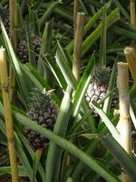 ... in vollem Wachstum...