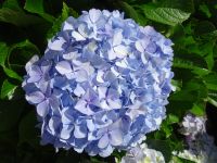 Hortensien - Pracht der Insel