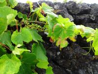 Pico, Weinanbau in UNESCO - Welterbegebiet 