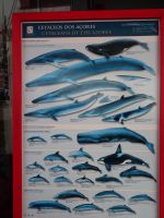 Faial, Horta, Einweisung vor der Walbeobachtungstour...