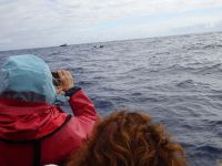 ... auf den Wellen des Atlantik mit Walflossensichtung...