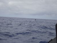 .... da taucht ein Wal ab... 