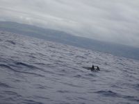 ... und auch Delphine begleiteten uns