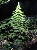 ... Welt der Farne...