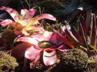 ... und wundervollen Bromelien