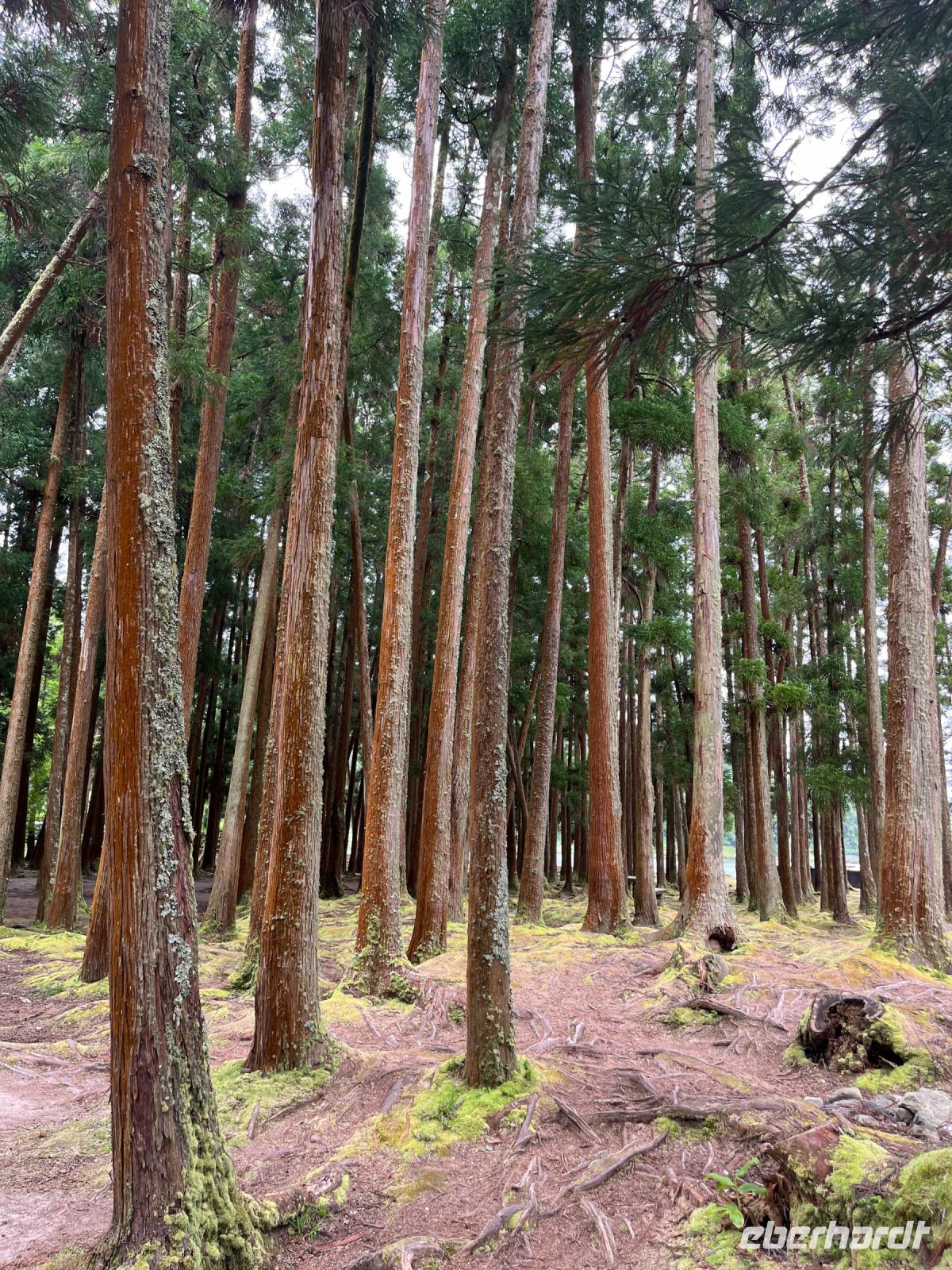 Weg zum Lagoa das Furnas, São Miguel, Azoren, Portugal