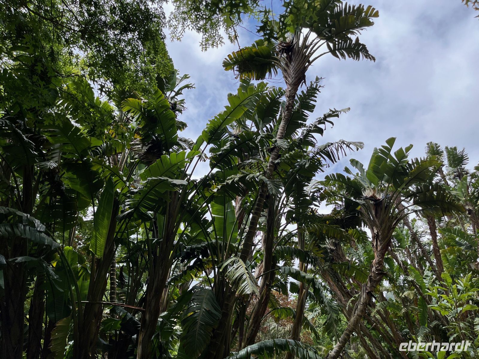 Park Terra Nostra, Furnas, São Miguel, Azoren, Portugal