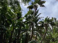 Park Terra Nostra, Furnas, São Miguel, Azoren, Portugal