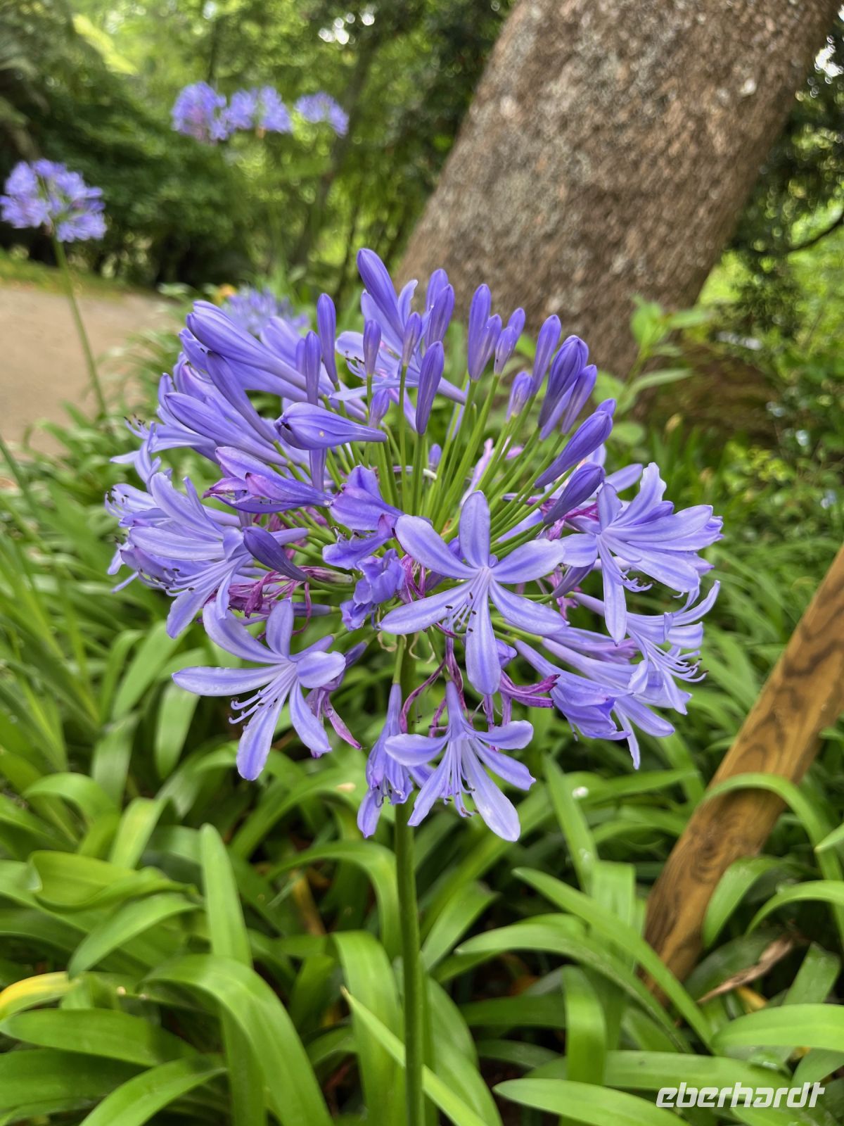 Blaue Schmucklilie im Park Terra Nostra, Furnas, São Miguel, Azoren, Portugal
