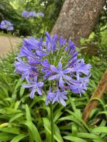 Blaue Schmucklilie im Park Terra Nostra, Furnas, São Miguel, Azoren, Portugal