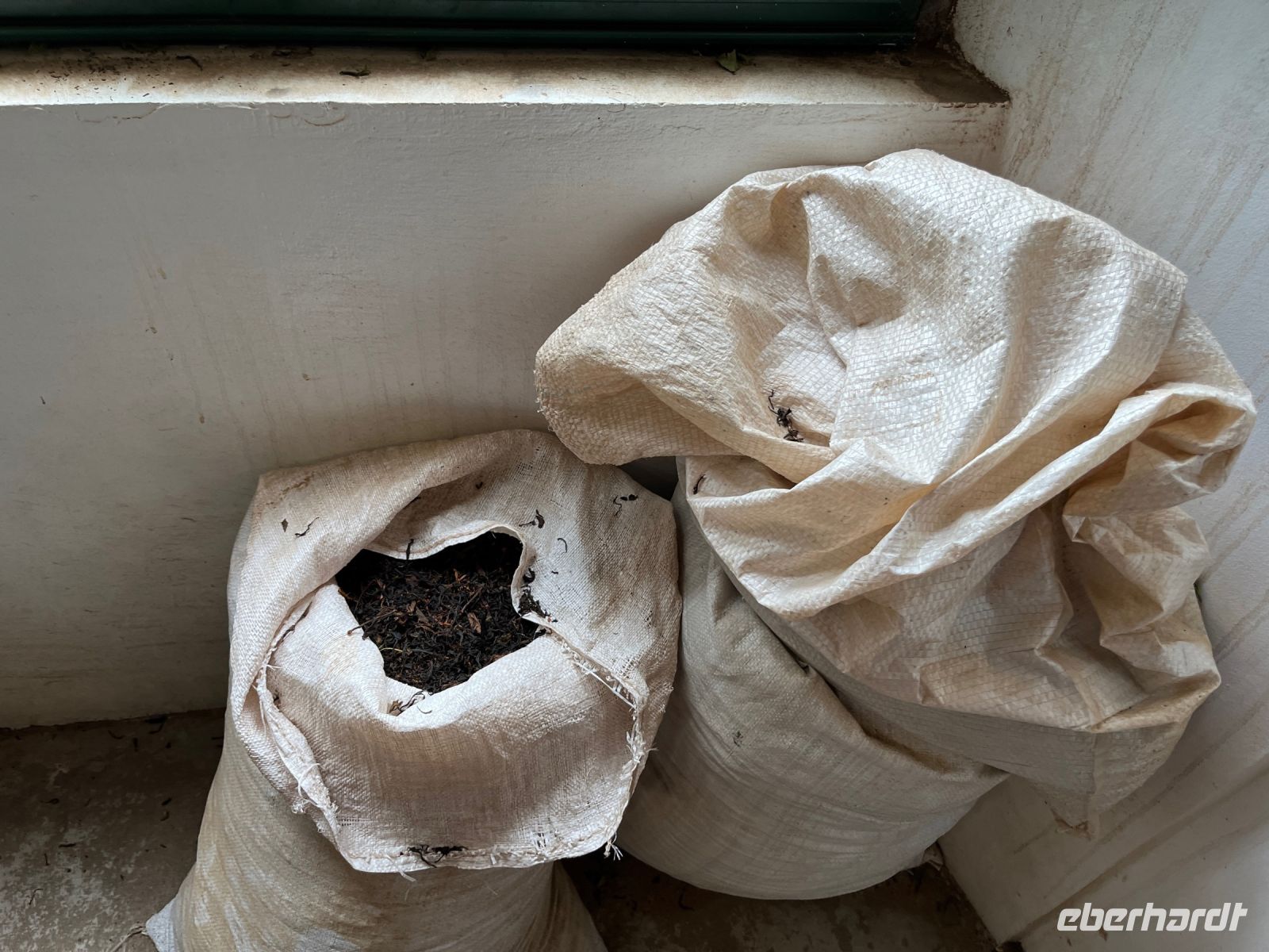 Teefabrik Gorreana, São Miguel, Azoren, Portugal