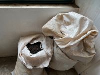 Teefabrik Gorreana, São Miguel, Azoren, Portugal