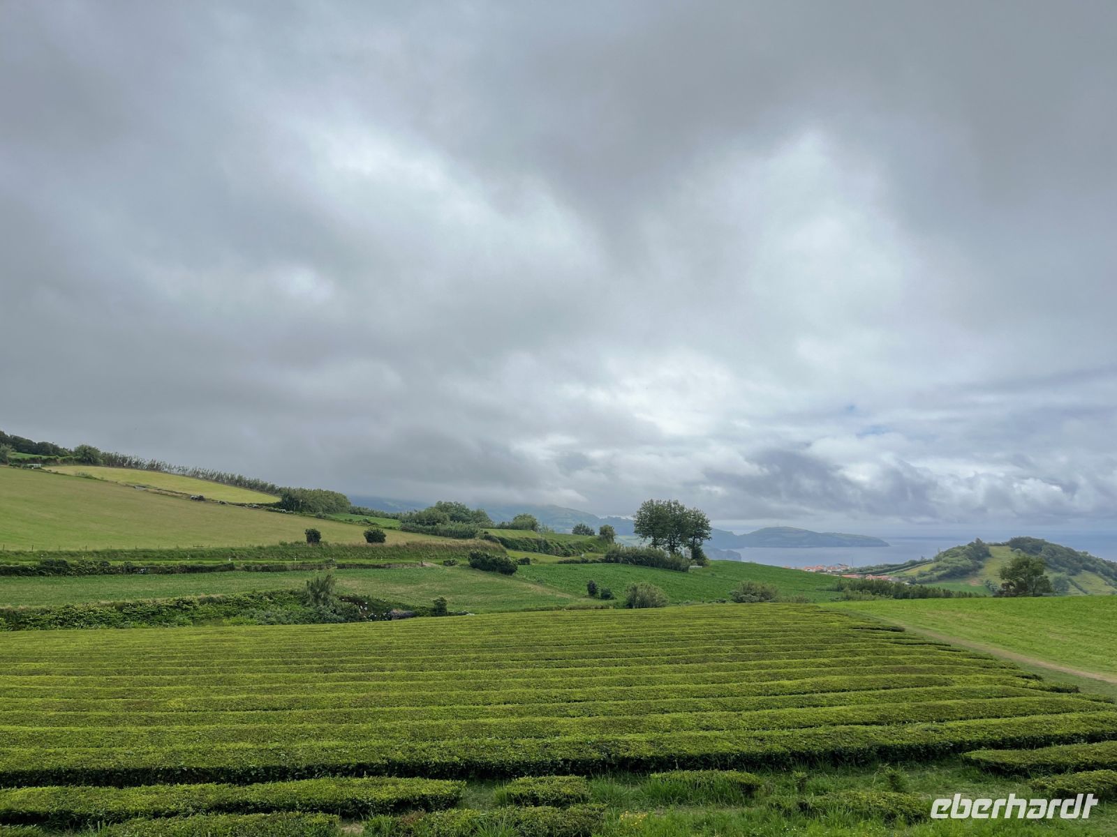 Teeplantage Gorreana, São Miguel, Azoren, Portugal