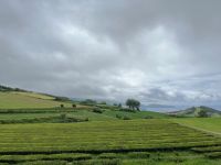 Teeplantage Gorreana, São Miguel, Azoren, Portugal