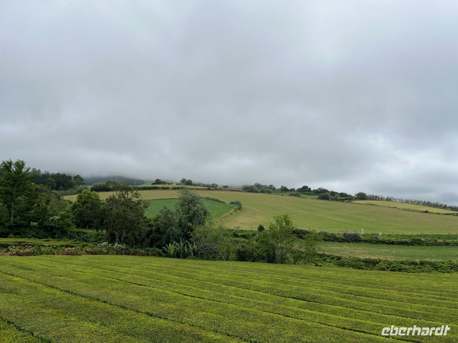 Teeplantage Gorreana, São Miguel, Azoren, Portugal