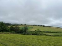Teeplantage Gorreana, São Miguel, Azoren, Portugal