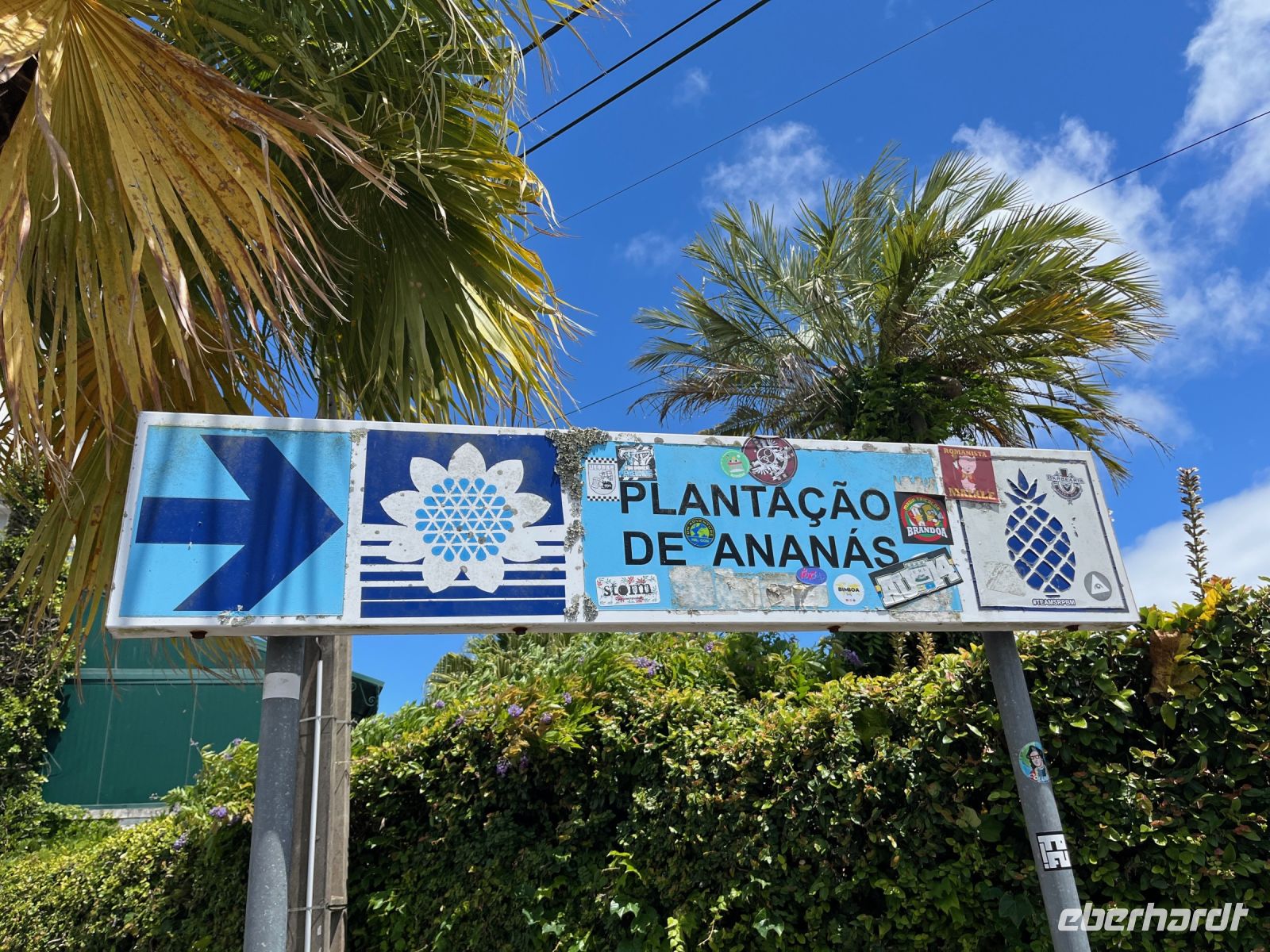 Ananas-Plantage, Ponta Delgada, São Miguel, Azoren, Portugal