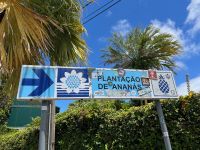 Ananas-Plantage, Ponta Delgada, São Miguel, Azoren, Portugal