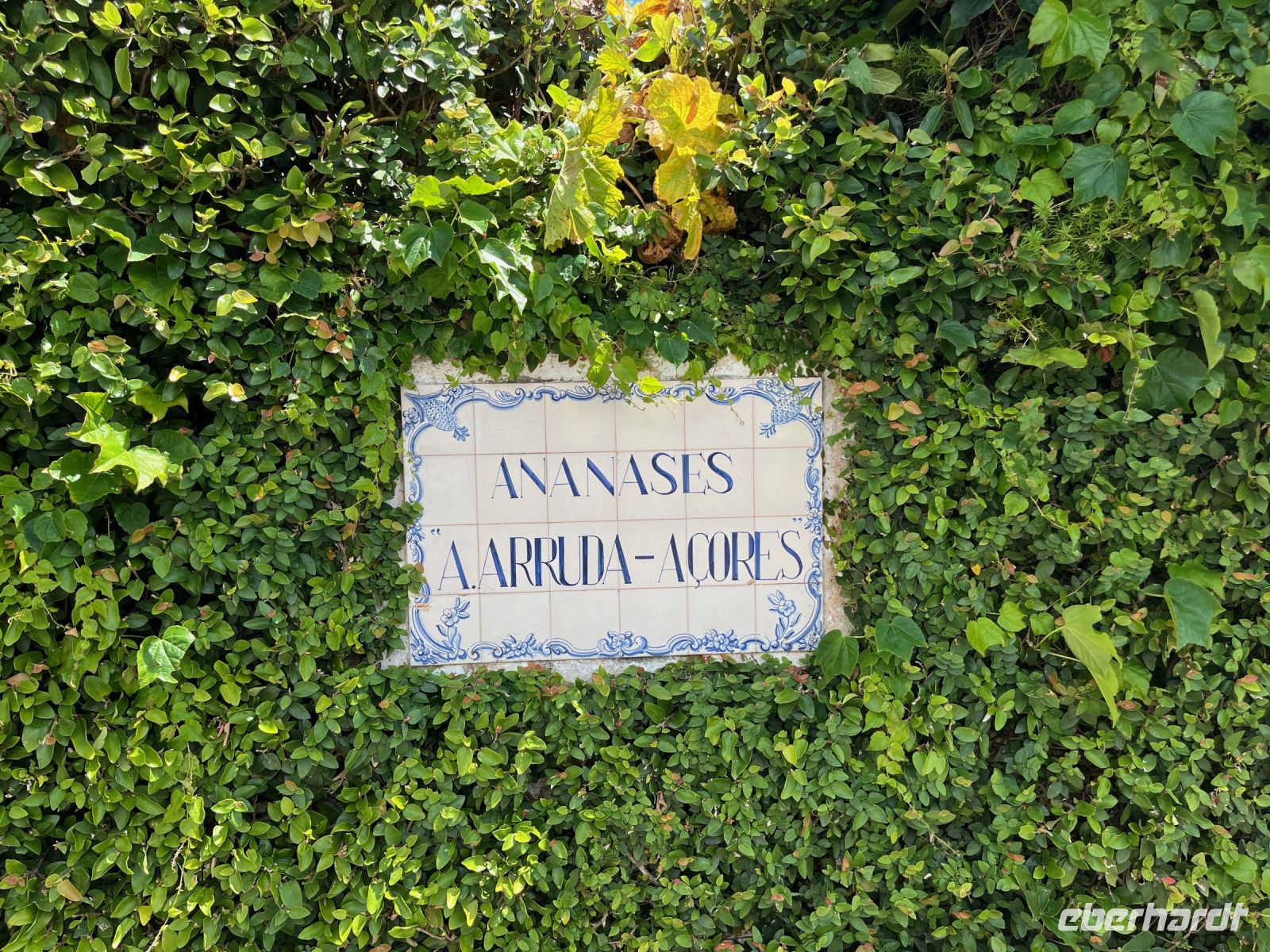 Ananas-Plantage, Ponta Delgada, São Miguel, Azoren, Portugal