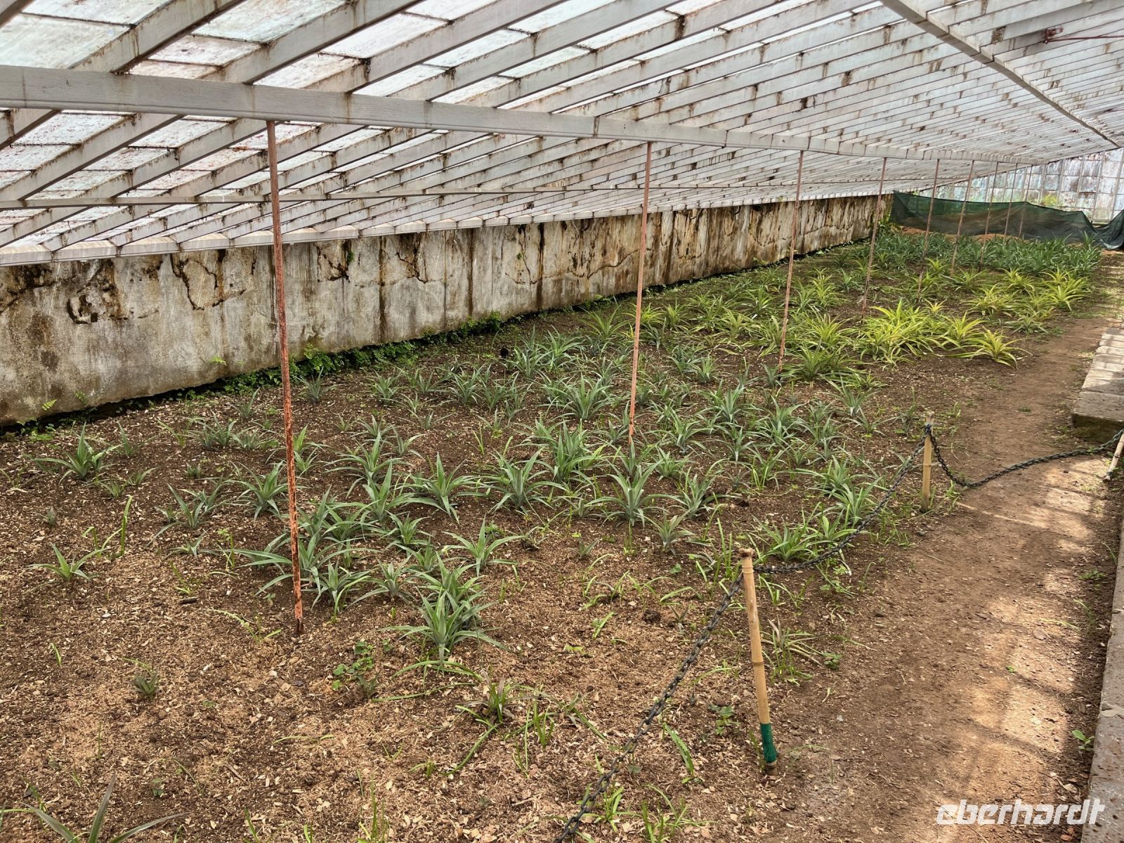 Ananas-Plantage, Ponta Delgada, São Miguel, Azoren, Portugal