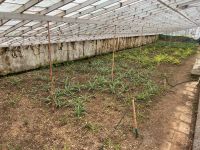 Ananas-Plantage, Ponta Delgada, São Miguel, Azoren, Portugal