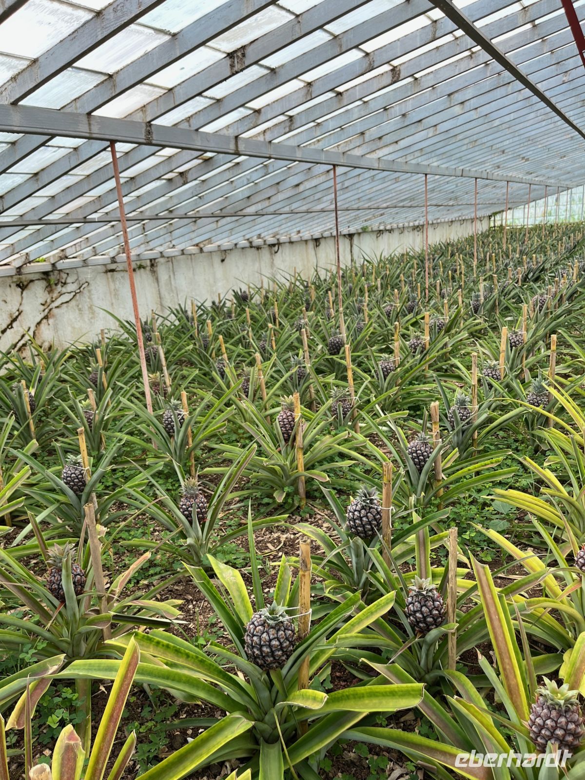 Ananas-Plantage, Ponta Delgada, São Miguel, Azoren, Portugal
