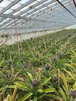Ananas-Plantage, Ponta Delgada, São Miguel, Azoren, Portugal