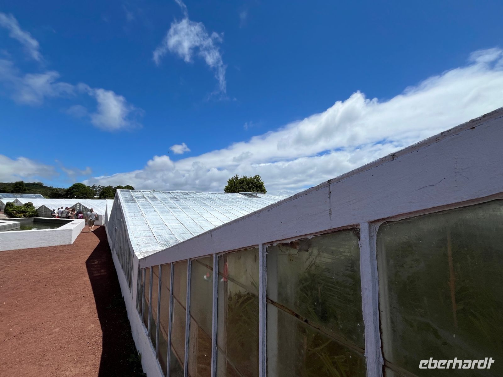 Ananas-Plantage, Ponta Delgada, São Miguel, Azoren, Portugal