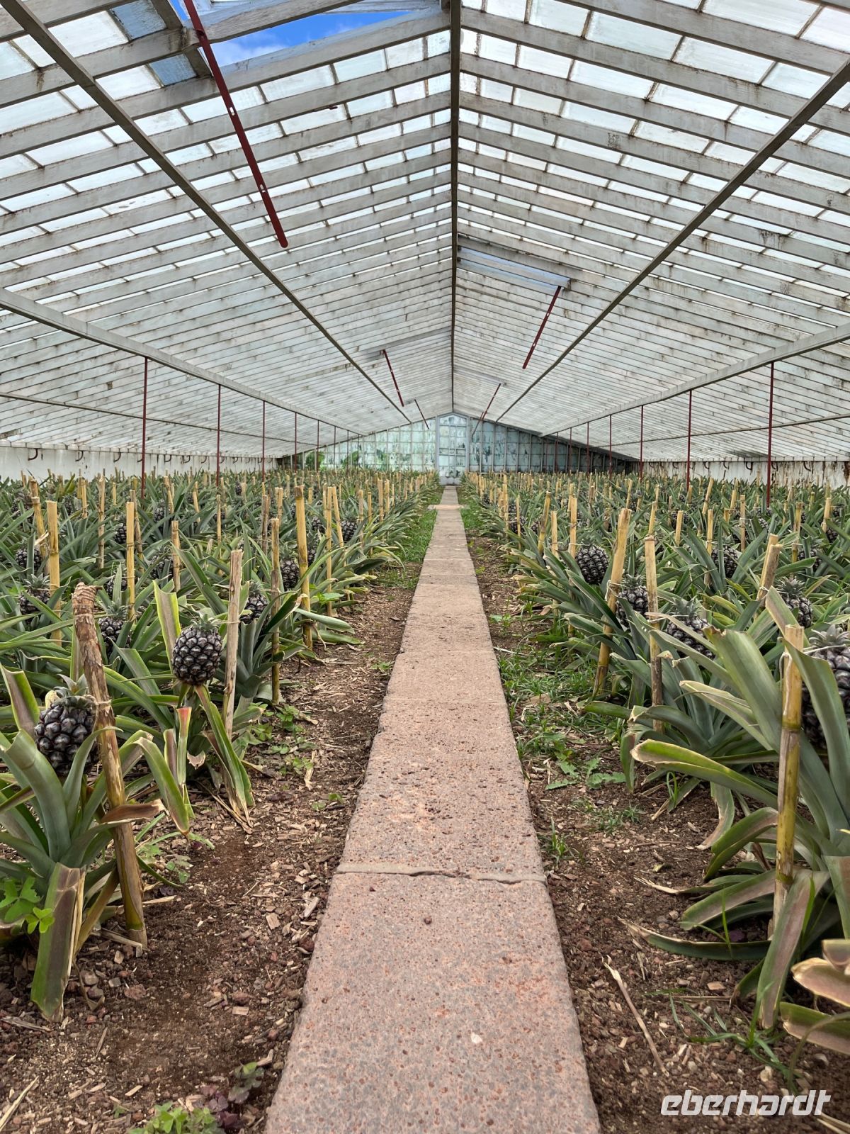 Ananas-Plantage, Ponta Delgada, São Miguel, Azoren, Portugal