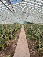 Ananas-Plantage, Ponta Delgada, São Miguel, Azoren, Portugal