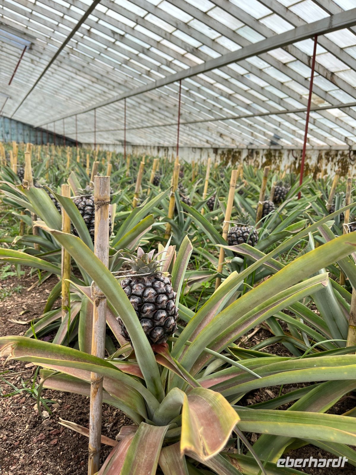 Ananas-Plantage, Ponta Delgada, São Miguel, Azoren, Portugal
