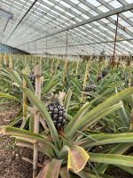 Ananas-Plantage, Ponta Delgada, São Miguel, Azoren, Portugal