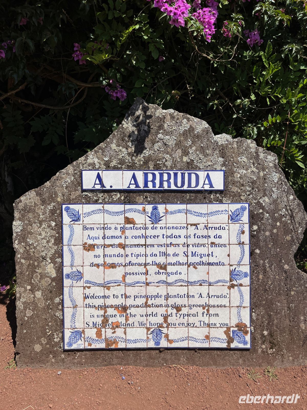 Ananas-Plantage, Ponta Delgada, São Miguel, Azoren, Portugal