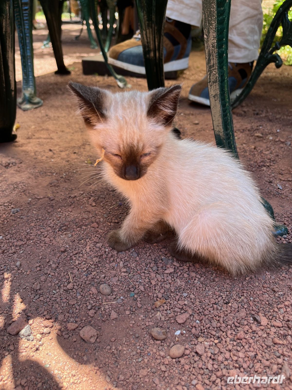 Ananas-Plantage, Ponta Delgada, São Miguel, Azoren, Portugal